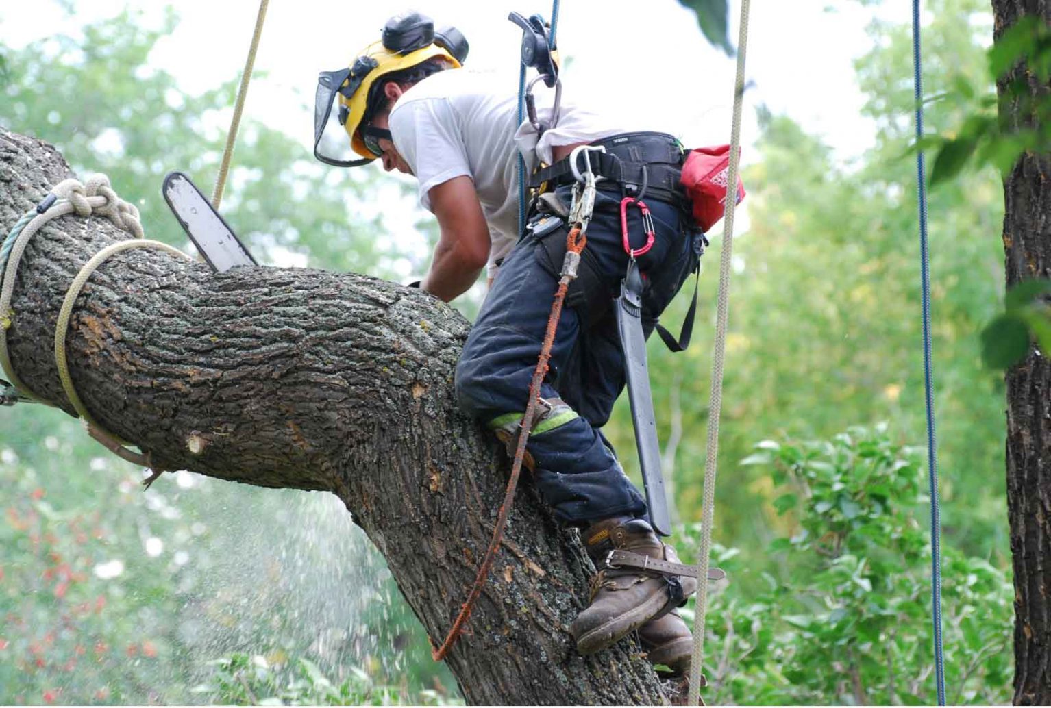 Best Tree Loppers in Gold Coast and handle your trees effectively