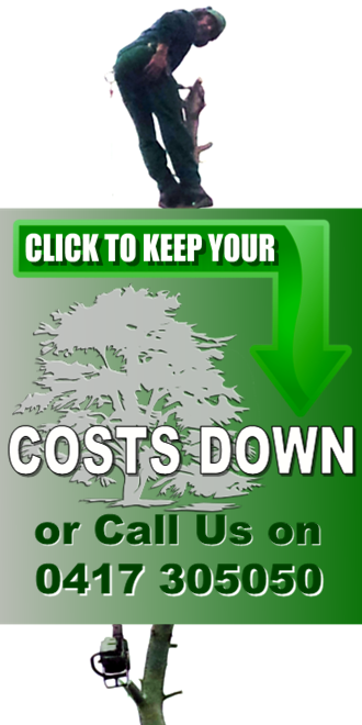 Tree Loppers Gold Coast | Emergency Tree Felling & Removals